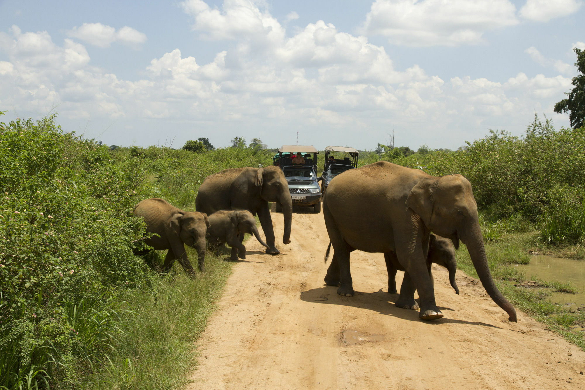 Mahoora Tented Safari Camp 우다왈라웨 외부 사진